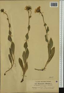 Hieracium villosum subsp. glaucifrons Nägeli & Peter, Западная Европа (EUR) (Франция)