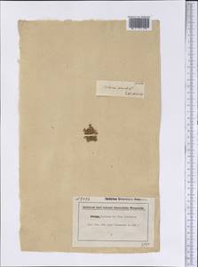 Смолевка бесстебельная (L.) Jacq., Америка (AMER)