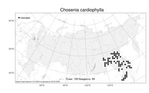 Chosenia cardiophylla, Кореянка сердцелистная (Trautv. & C. A. Mey.) N. Chao, Атлас флоры России (FLORUS) (Россия)