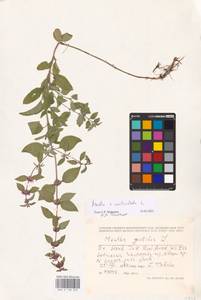MHA 0 158 333, Mentha × verticillata L., Восточная Европа, Латвия (E2b) (Латвия)