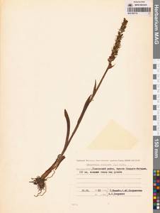 Кокушник длиннорогий (L.) R.Br., Сибирь, Якутия (S5) (Россия)