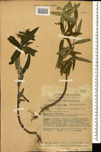 Euphorbia lathyris L., Кавказ, Грузия (K4) (Грузия)