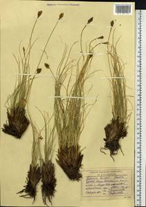 Carex borealipolaris S.R.Zhang, Сибирь, Алтай и Саяны (S2) (Россия)