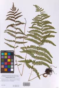 Телиптерис болотный Schott, Восточная Европа, Московская область и Москва (E4a) (Россия)