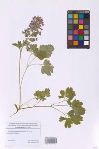 Хохлатка плотная (L.) Clairv., Восточная Европа, Московская область и Москва (E4a) (Россия)