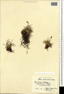 Carex alatauensis S.R.Zhang, Кавказ, Азербайджан (K6) (Азербайджан)