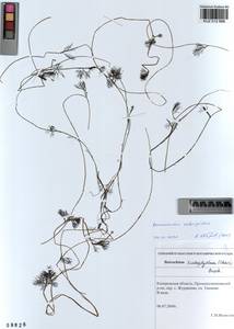 Ranunculus subrigidus W.B.Drew, Сибирь, Алтай и Саяны (S2) (Россия)