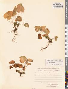 Фиалка сахалинская H.Boissieu, Сибирь, Чукотка и Камчатка (S7) (Россия)