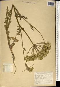 Leiotulus dasyanthus (K. Koch) Pimenov & Ostr., Зарубежная Азия (ASIA) (Турция)