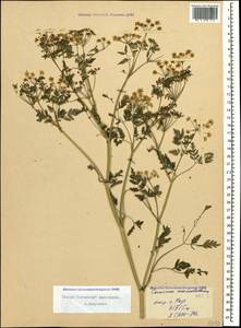 Болиголов крапчатый, Болиголов пятнистый L., Кавказ, Северная Осетия, Ингушетия и Чечня (K1c) (Россия)