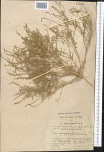 Caroxylon turkestanicum (Litv.) Akhani & Roalson, Средняя Азия и Казахстан, Сырдарьинские пустыни и Кызылкумы (M7) (Казахстан)