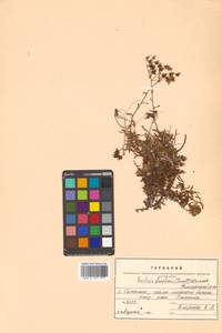 Камнеломка шерлериевидная D. Don, Сибирь, Дальний Восток (S6) (Россия)