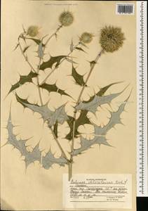 Echinops chloroleucus Rech. fil., Зарубежная Азия (ASIA) (Афганистан)