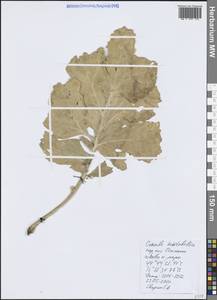 Катран коктебельский (Junge) N.Busch, Крым (KRYM) (Россия)