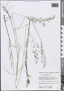Мятлик болотный L., Сибирь, Прибайкалье и Забайкалье (S4) (Россия)