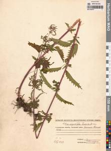 Urtica dioica var. holosericea Fr., Сибирь, Чукотка и Камчатка (S7) (Россия)