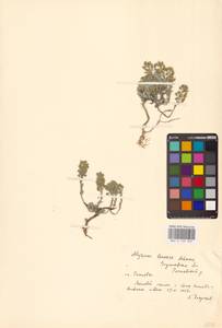 Бурачок ленский Adams, Восточная Европа, Центральный лесостепной район (E6) (Россия)