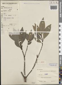Ficus variolosa Lindl. ex Benth., Зарубежная Азия (ASIA) (КНР)