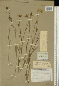 Campanula stevenii subsp. altaica (Ledeb.) Fed., Восточная Европа, Центральный лесостепной район (E6) (Россия)