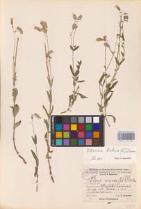 Смолевка обыкновенная, Хлопушка (Moench) Garcke, Восточная Европа, Восточный район (E10) (Россия)