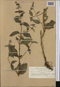 Mentha × verticillata L., Западная Европа (EUR) (Румыния)