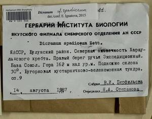 Dicranum spadiceum J.E. Zetterst., Гербарий мохообразных, Мхи - Якутия (B19) (Россия)