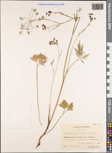 Tongoloa taeniophylla (H.Boissieu) H.Wolff, Зарубежная Азия (ASIA) (КНР)