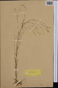 Petrorhagia alpina subsp. olympica (Boiss.) P. W. Ball & Heywood, Западная Европа (EUR)