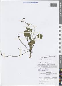 Фиалка скальная F.W.Schmidt, Восточная Европа, Средневолжский район (E8) (Россия)