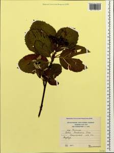 Рябина буроватая (Ledeb. ex Nordm.) Boiss., Кавказ, Южная Осетия (K4b) (Южная Осетия)
