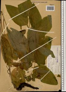 Окопник шероховатый, Окопник жестковолосистый Lepech., Кавказ, Армения (K5) (Армения)