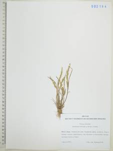 Бекмания восточная (Steud.) Fernald, Сибирь, Дальний Восток (S6) (Россия)