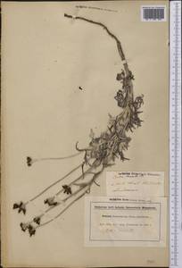 Eriophyllum lanatum (Pursh) Forbes, Америка (AMER) (Великобритания)