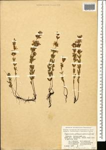 Зверобой льнянковидный, Кавказ, Армения (K5) (Армения)