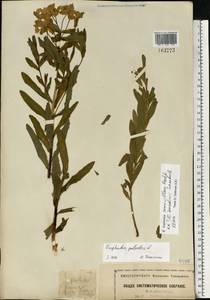 Молочай полумохнатый (Prokh.) Krylov, Восточная Европа, Московская область и Москва (E4a) (Россия)