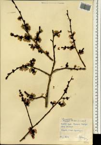 Prunus armeniaca var. ansu Maxim., Зарубежная Азия (ASIA) (КНДР)