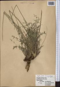 Libanotis nevskii Korov., Средняя Азия и Казахстан, Памир и Памиро-Алай (M2) (Туркмения)