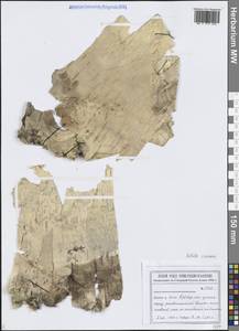 Береза Эрмана Cham., Сибирь, Дальний Восток (S6) (Россия)