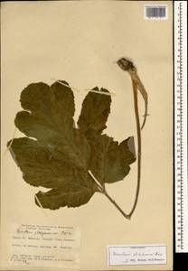 Heracleum platytaenium Boiss., Зарубежная Азия (ASIA) (Турция)