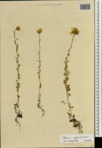 Златоцвет посевной, Хризантема посевная (L.) Fourr., Зарубежная Азия (ASIA) (Израиль)