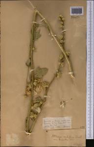 Шток-роза голоцветковая (Lindl.) Boiss., Средняя Азия и Казахстан, Джунгарский Алатау и Тарбагатай (M5) (Казахстан)