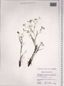 Володушка двустебельная Helm, Сибирь, Прибайкалье и Забайкалье (S4) (Россия)