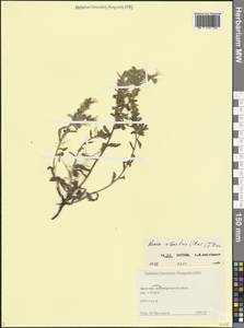 Nonea alpestris (Steven) G.Don, Кавказ, Дагестан (K2) (Россия)