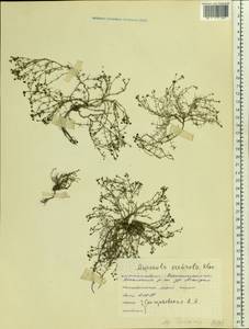 Cynanchica tephrocarpa subsp. tephrocarpa, Восточная Европа, Центральный лесостепной район (E6) (Россия)