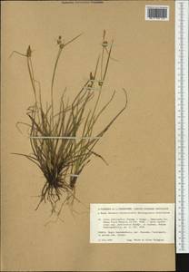 Carex lepidocarpa subsp. jemtlandica Palmgr., Западная Европа (EUR) (Финляндия)