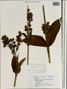 Swertia speciosa G. Don, Зарубежная Азия (ASIA) (Непал)