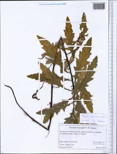 Бодяк полевой, Розовый осот (L.) Scop., Восточная Европа, Белоруссия (E3a) (Белоруссия)