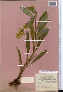 Solidago virgaurea subsp. lapponica (With.) Tzvelev, Восточная Европа, Северный район (E1) (Россия)