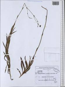 Bupleurum foliosum Salzm. ex DC., Западная Европа (EUR) (Испания)