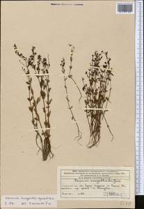 Вероника ключевая, Вероника водная L., Средняя Азия и Казахстан, Западный Тянь-Шань и Каратау (M3) (Казахстан)